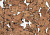 Пробковый пол Corkstyle Wall Design Monte White